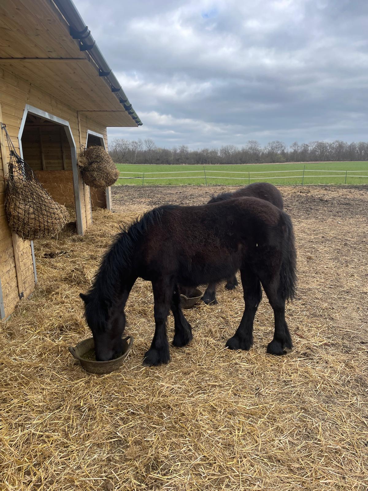 two black ponies feeding from a bucket