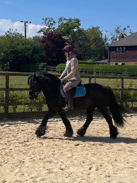 black pony trotting with a rider, facing left