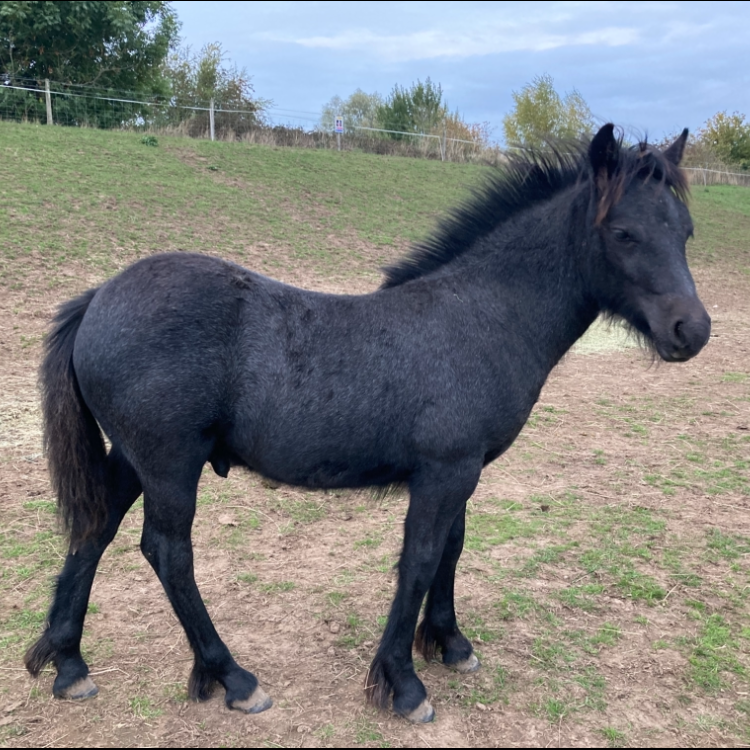 grey foal side view facing right