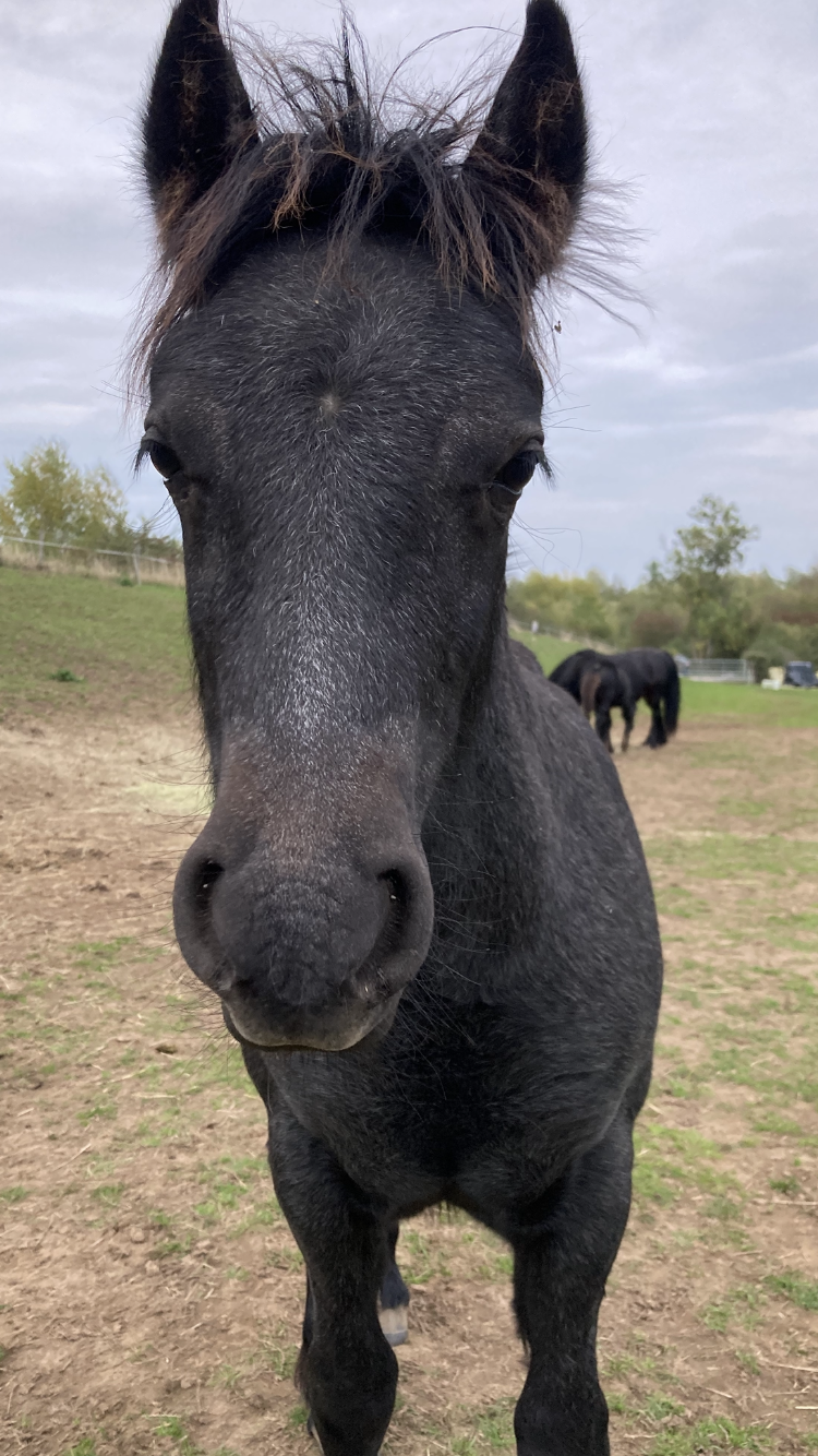grey foal facing camera
