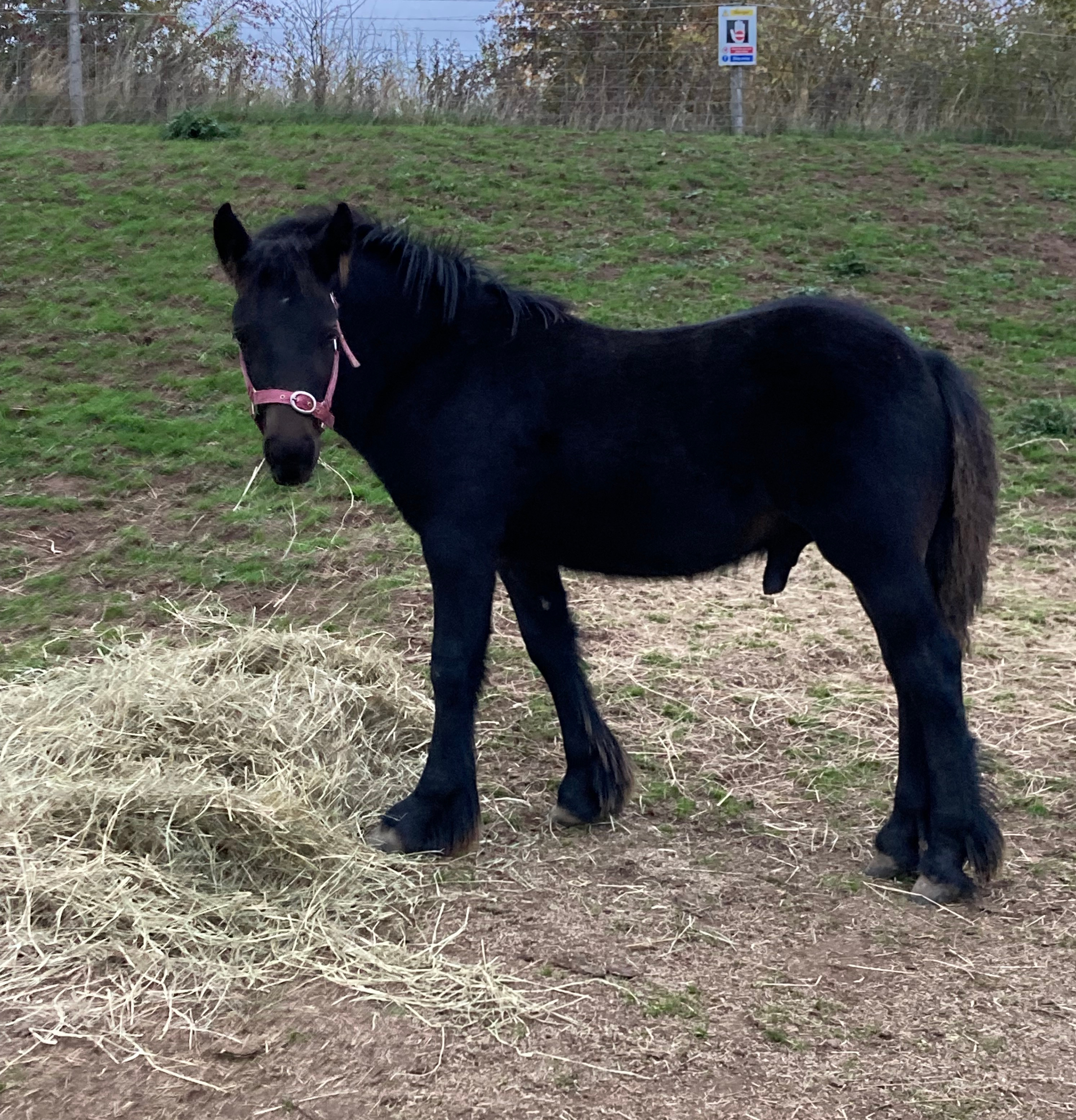 brown foal side view facing left and looking at camera