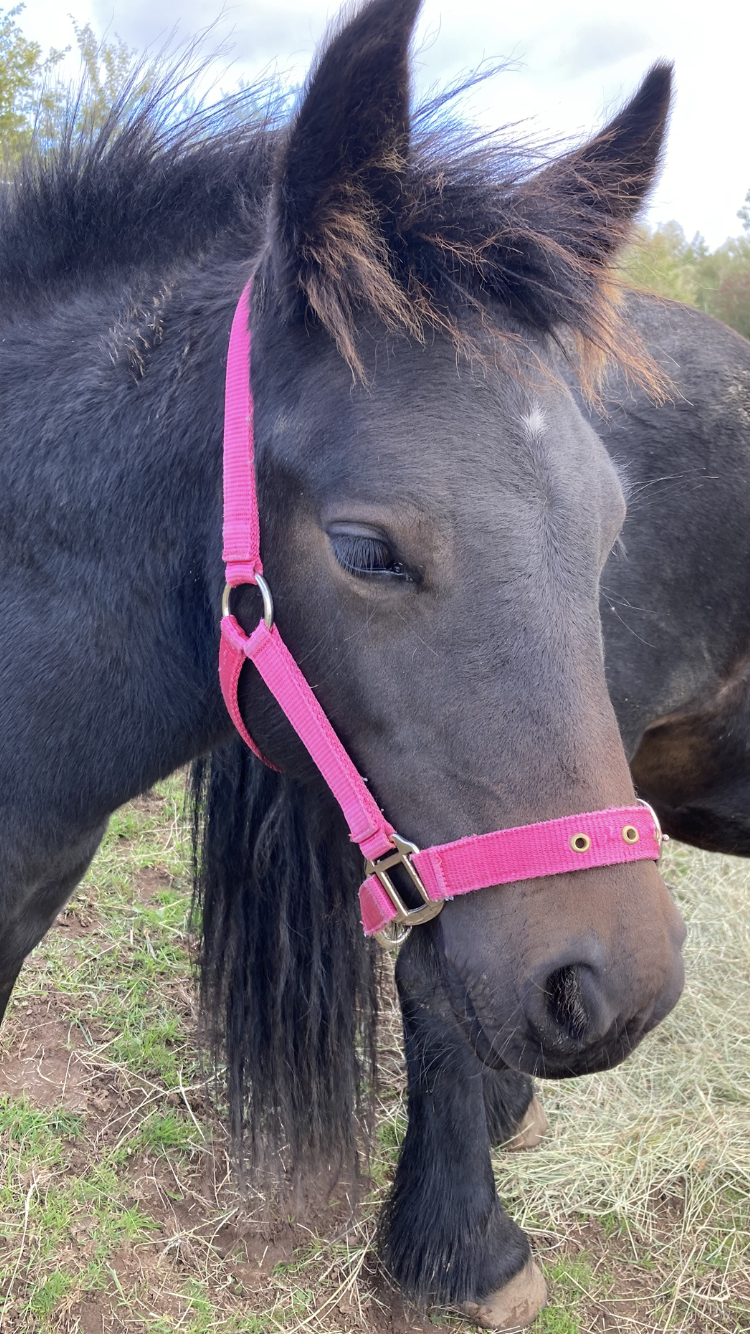 brown foal, side view of face, with pink headcollar