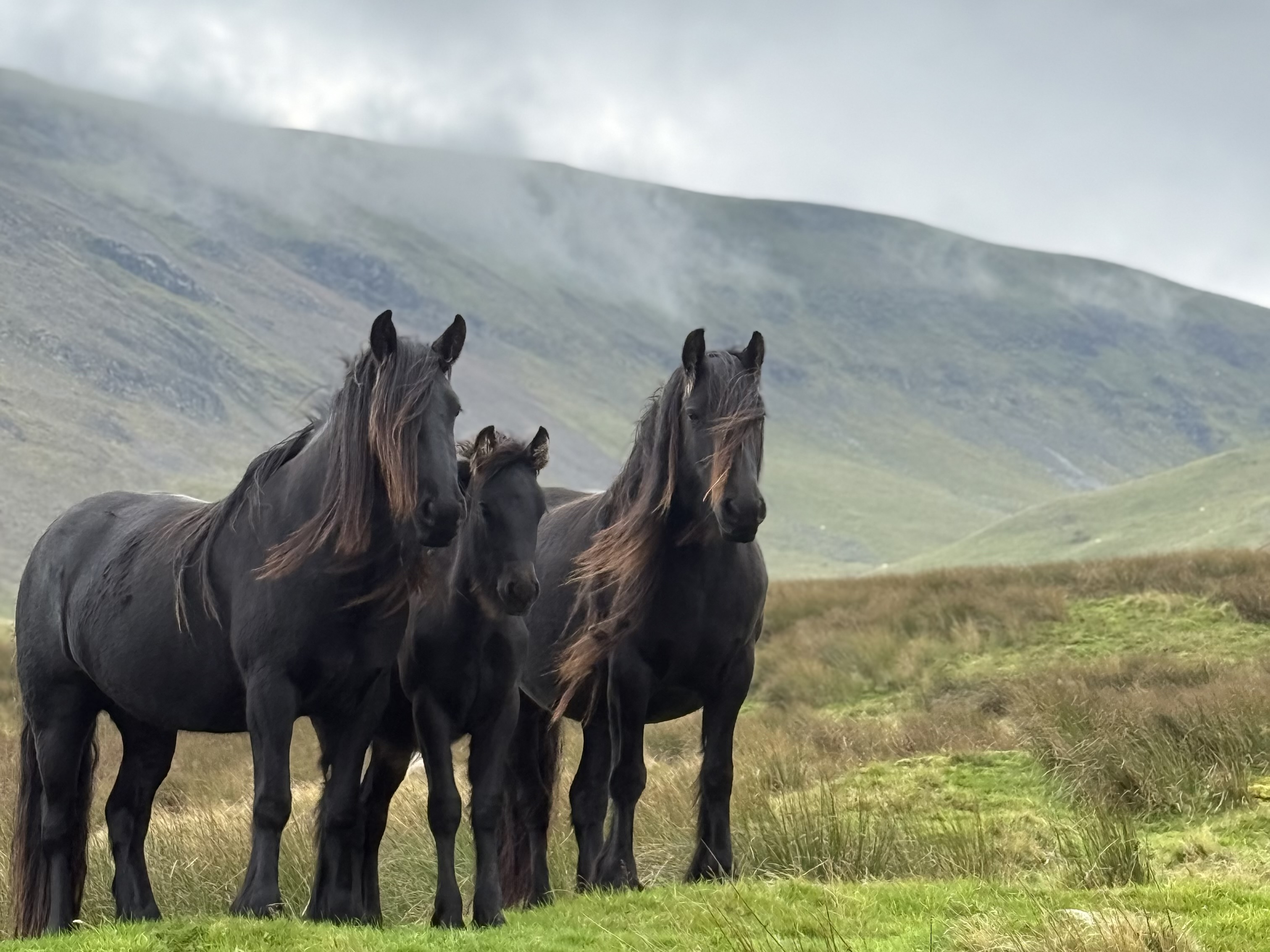 three black ponies with a mountain backdrop