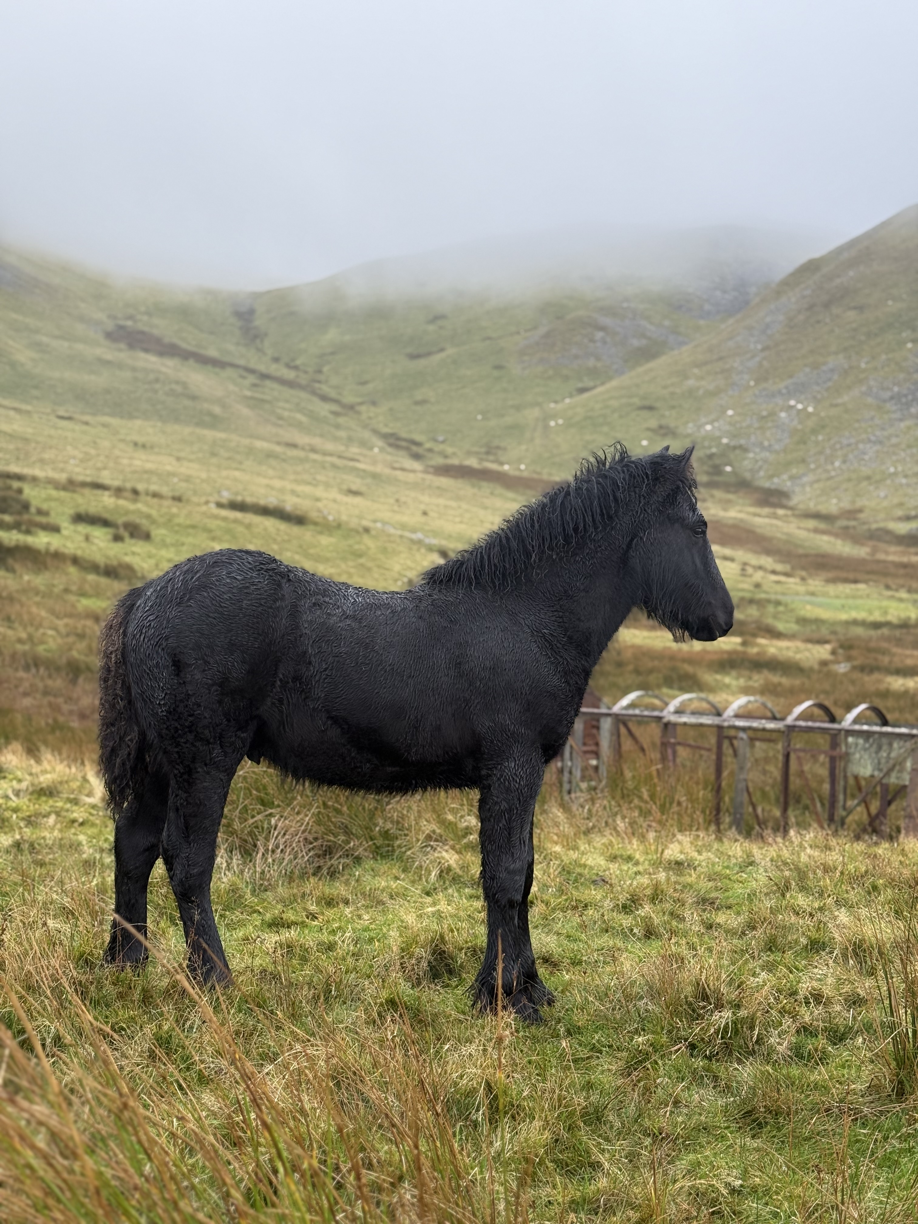 black foal standing side on facing right, with mountain backdrop