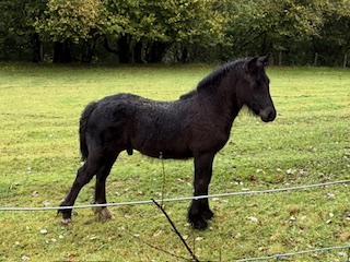 black fell pony colt, side view facing right against a green field