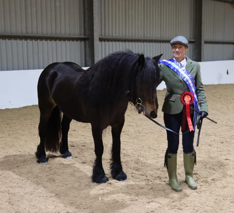 bay pony and handler with rosettes and sash,  in an indoor school
