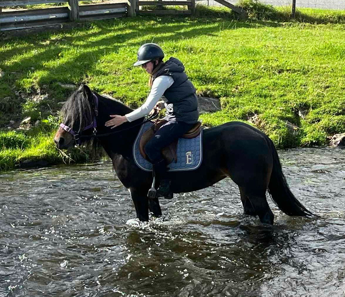 bay pony and rider in a stream