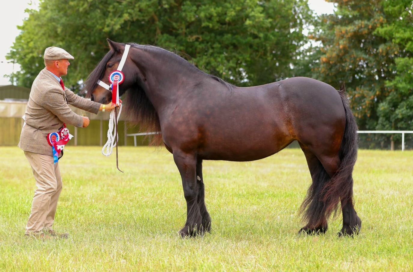 bay pony side view facing left with handler and rosettes