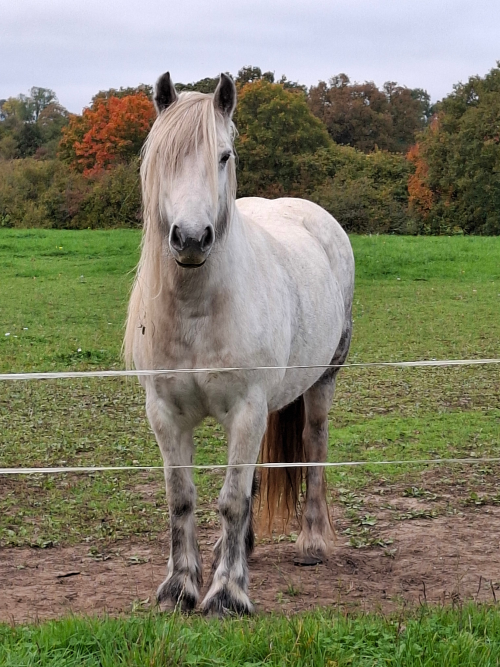 grey fell pony mare for sale grey pony facing camera
