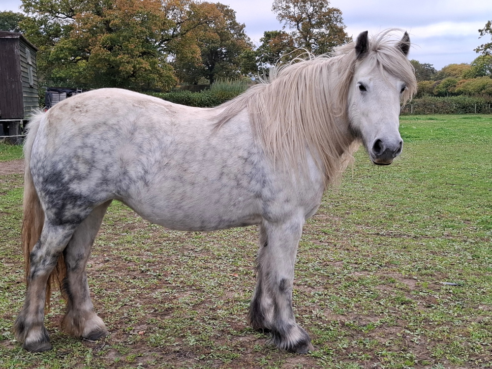 grey pony facing right