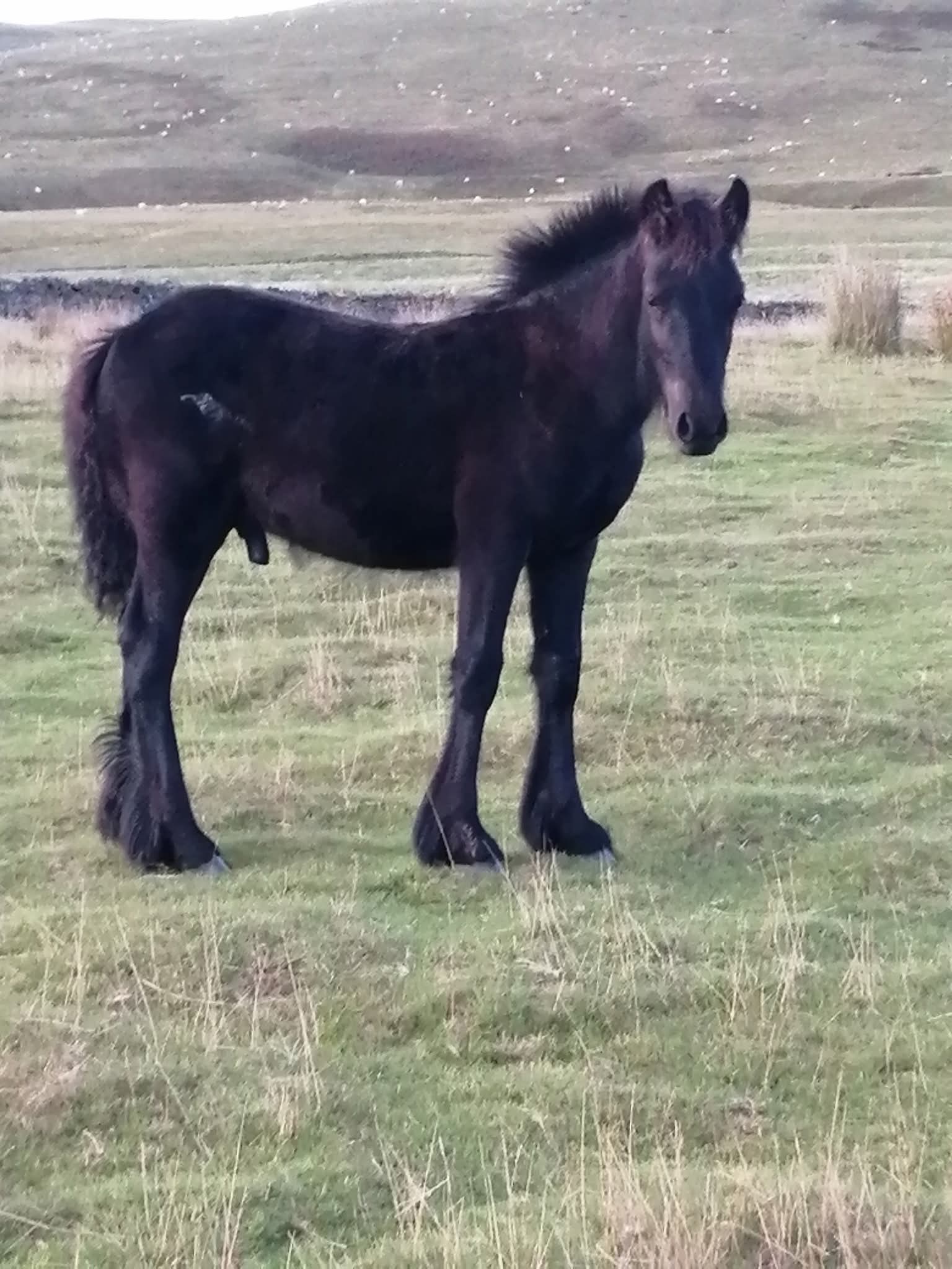 Black foal on a hill pasture
