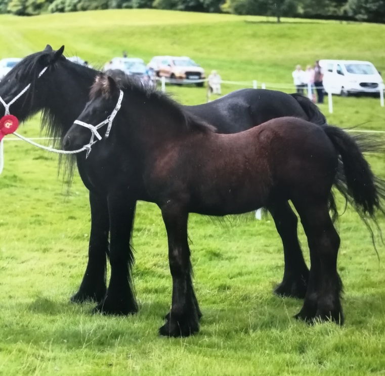 two black foals with white rope halters