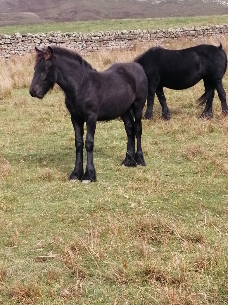 black foal on a hill pasture, mares behind him