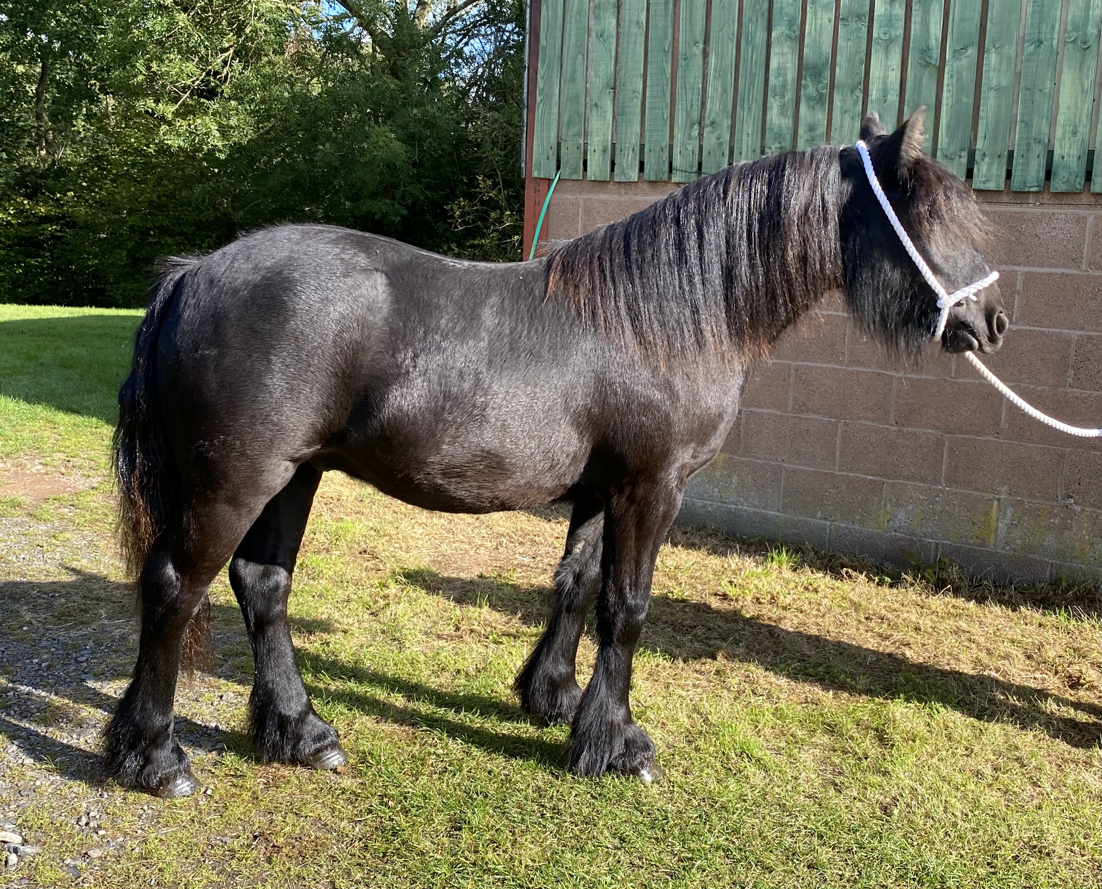 black Fell pony yearling gelding for sale black pony side view facing right