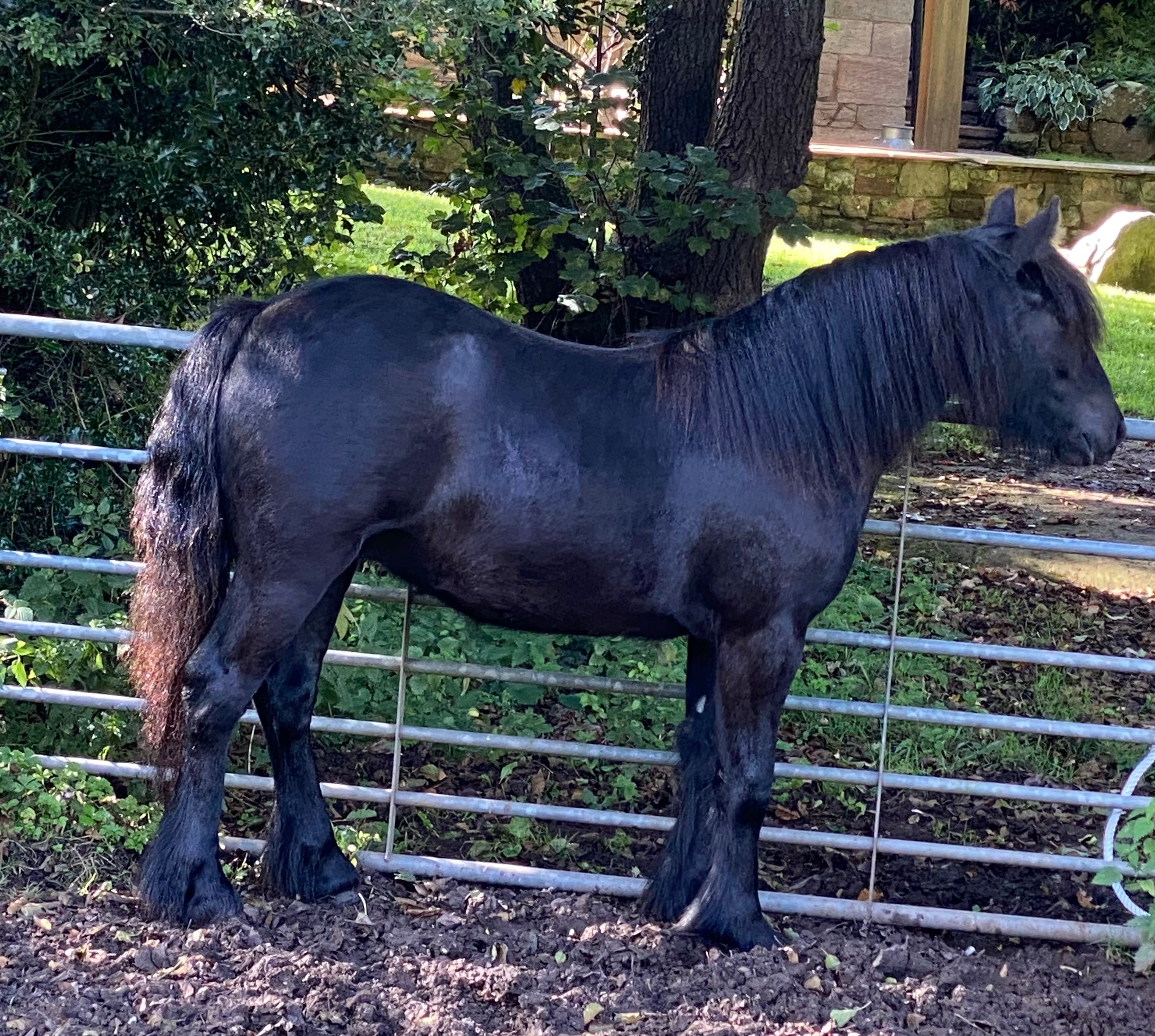 black Fell pony yearling gelding for sale Black pony beside a metal field-gate