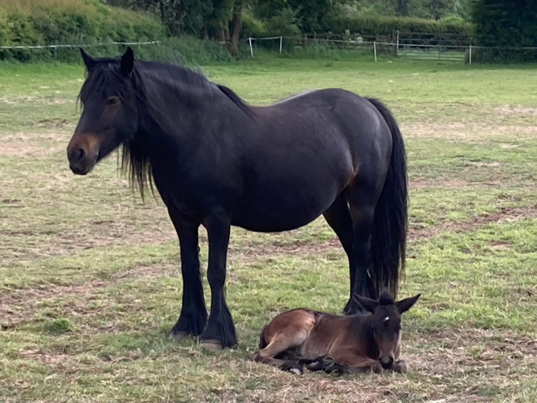 dark brown pony mare in field with foal dozing beside her