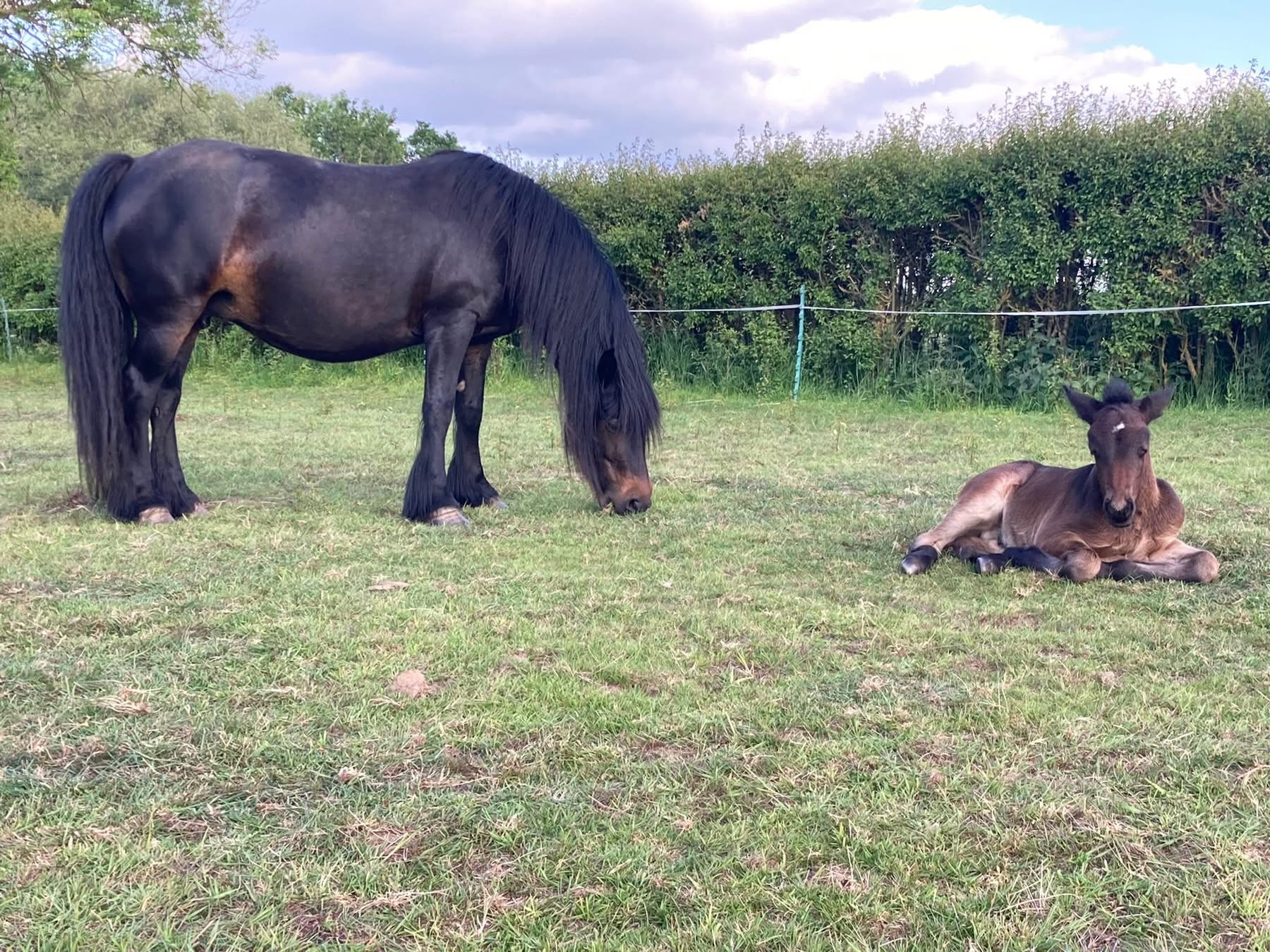 dark brown pony mare grazing with foal sleeping beside her in field
