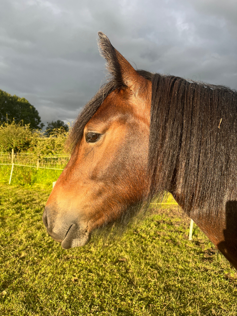 brown pony, head and shoulder from side, facing left