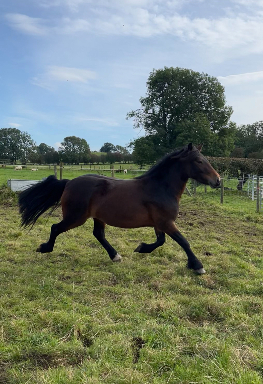 brown pony trotting at liberty in field