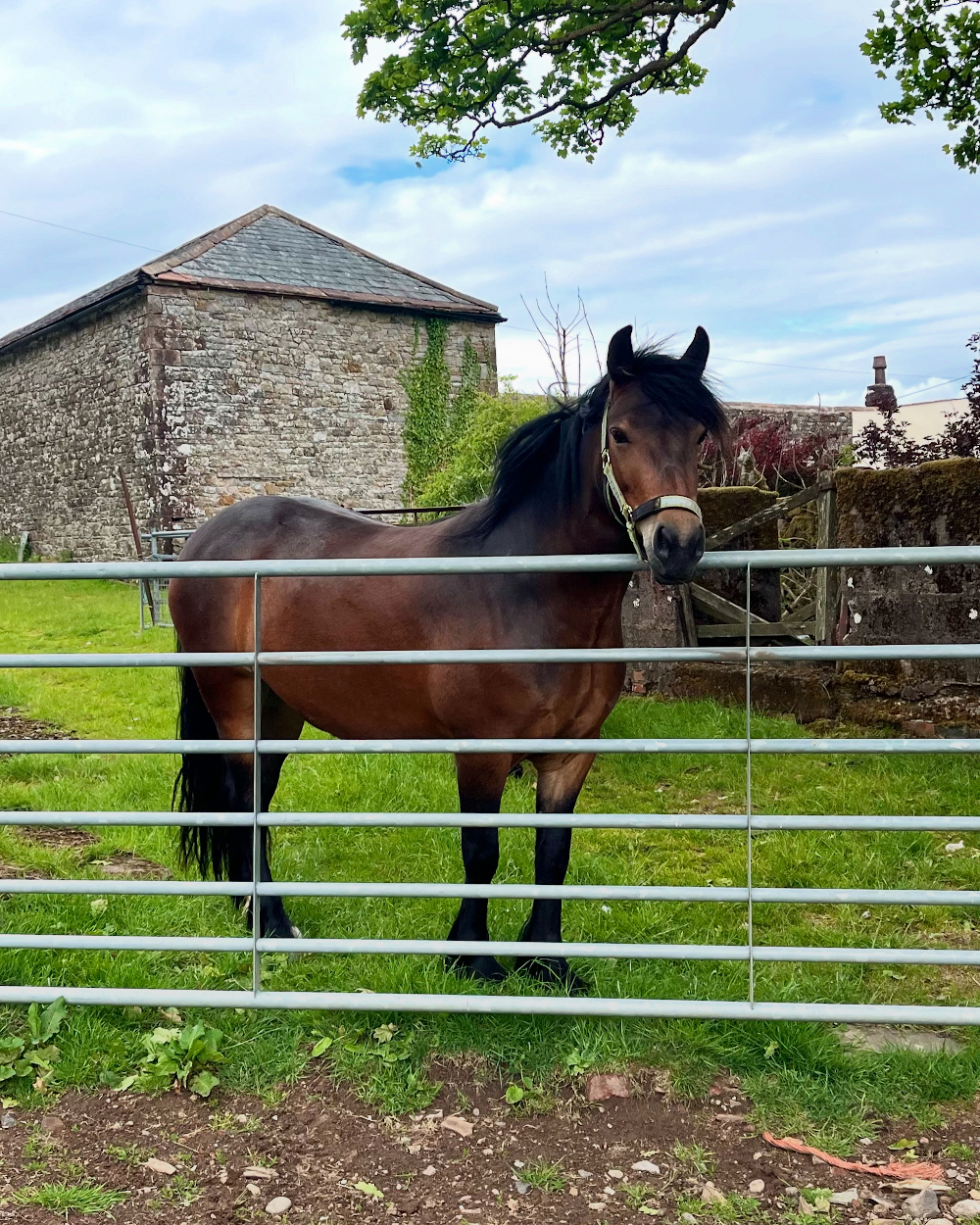 brown pony looking over a gate