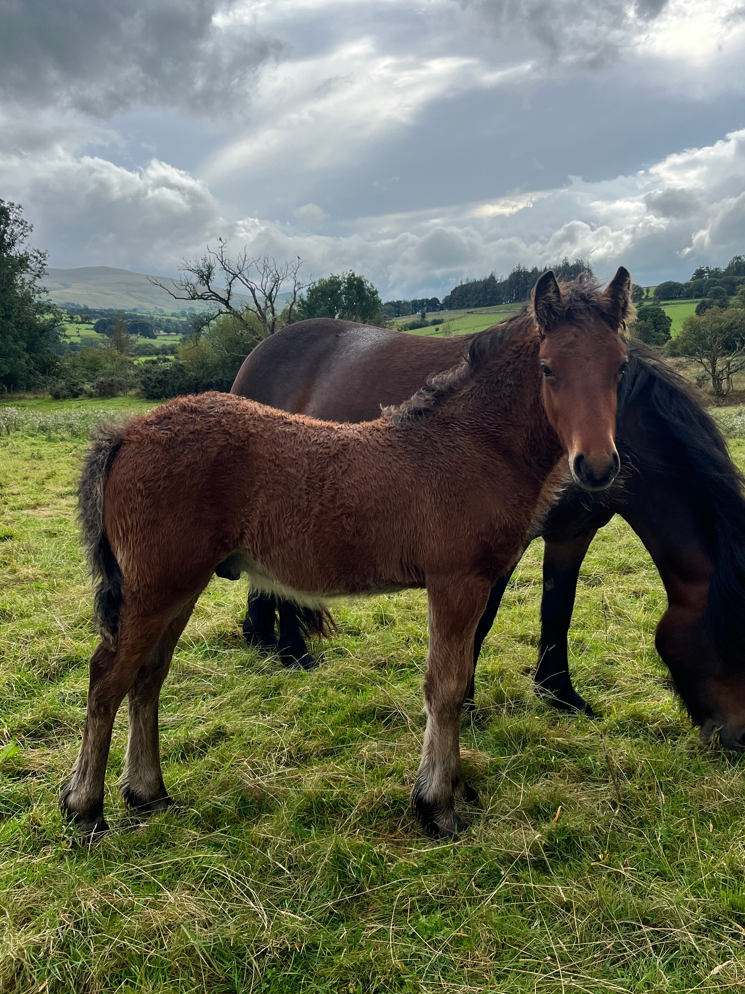 side view of bay foal with his dam