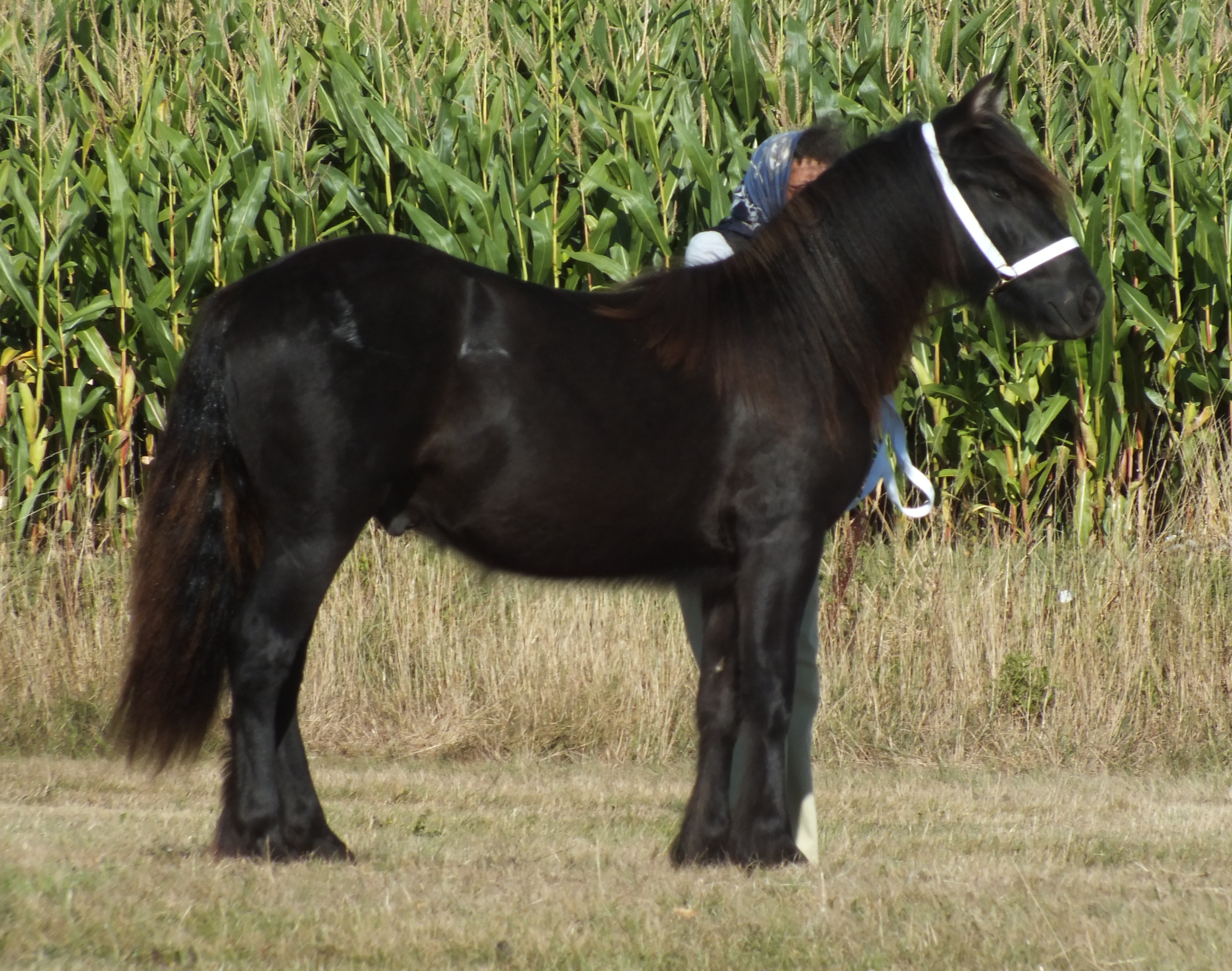 black pony side view facing right