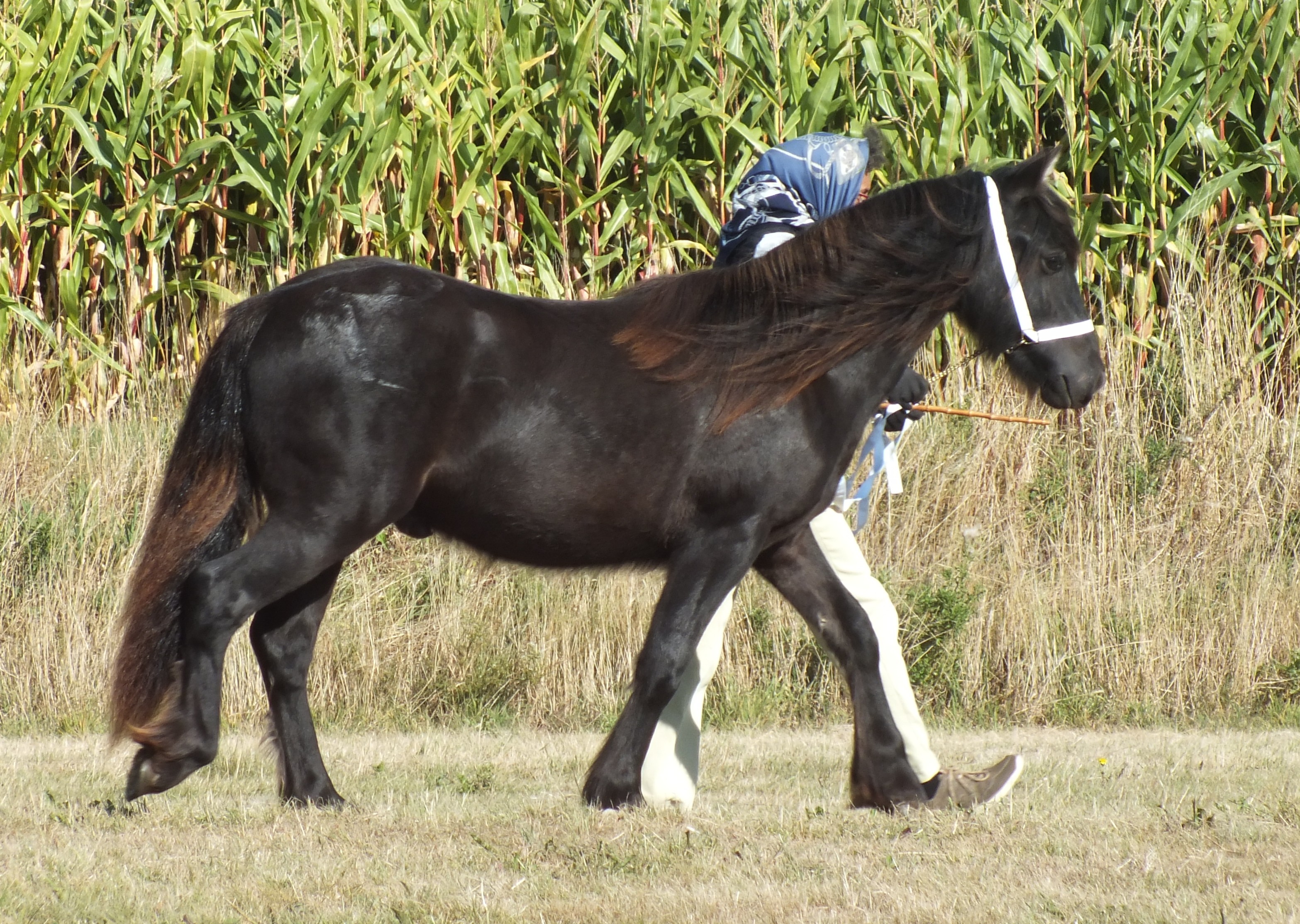 black pony side view walking to the right