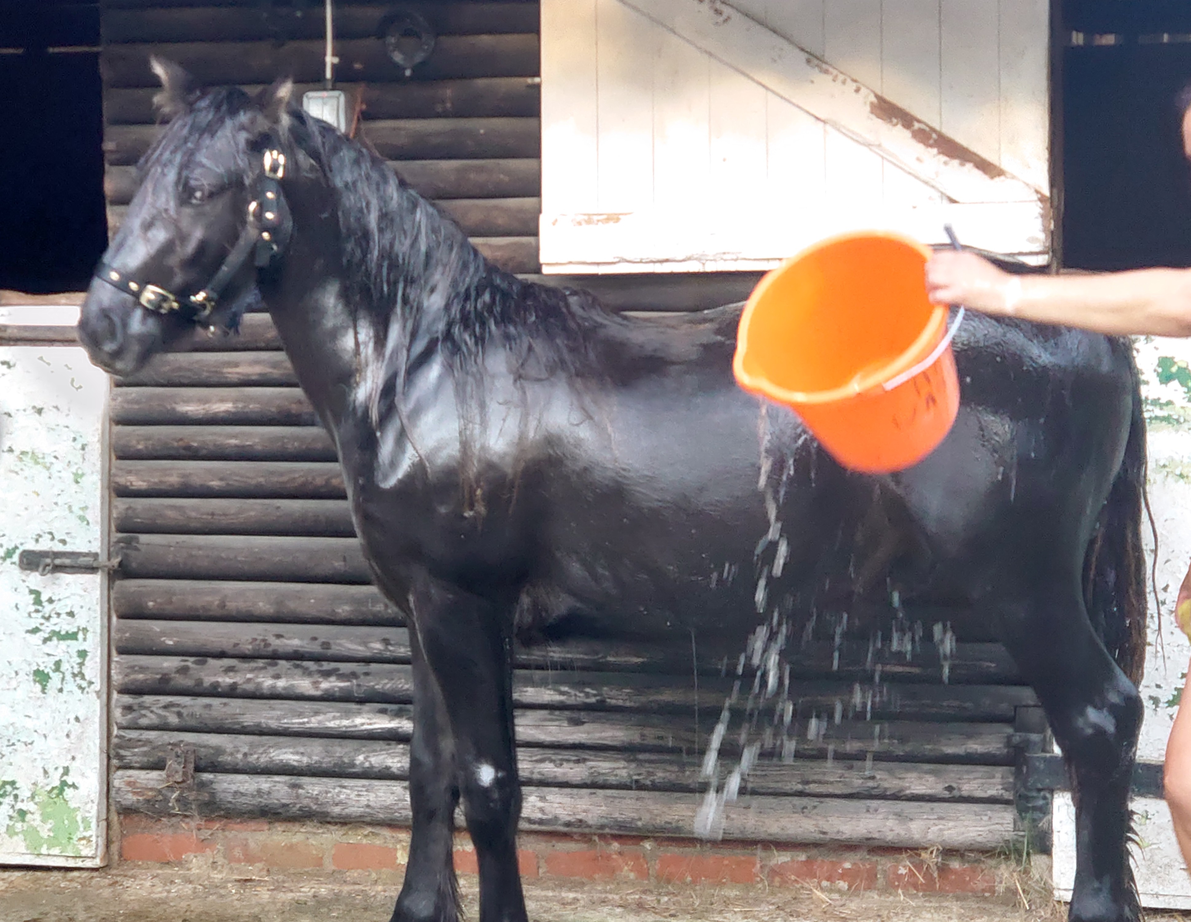 black pony, being washed with an orange bucket, side view facing left