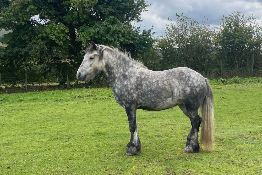 grey pony in a green field
