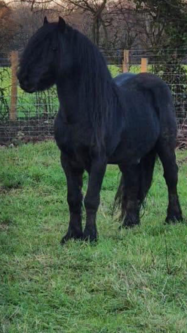 black pony threequarter view facing left