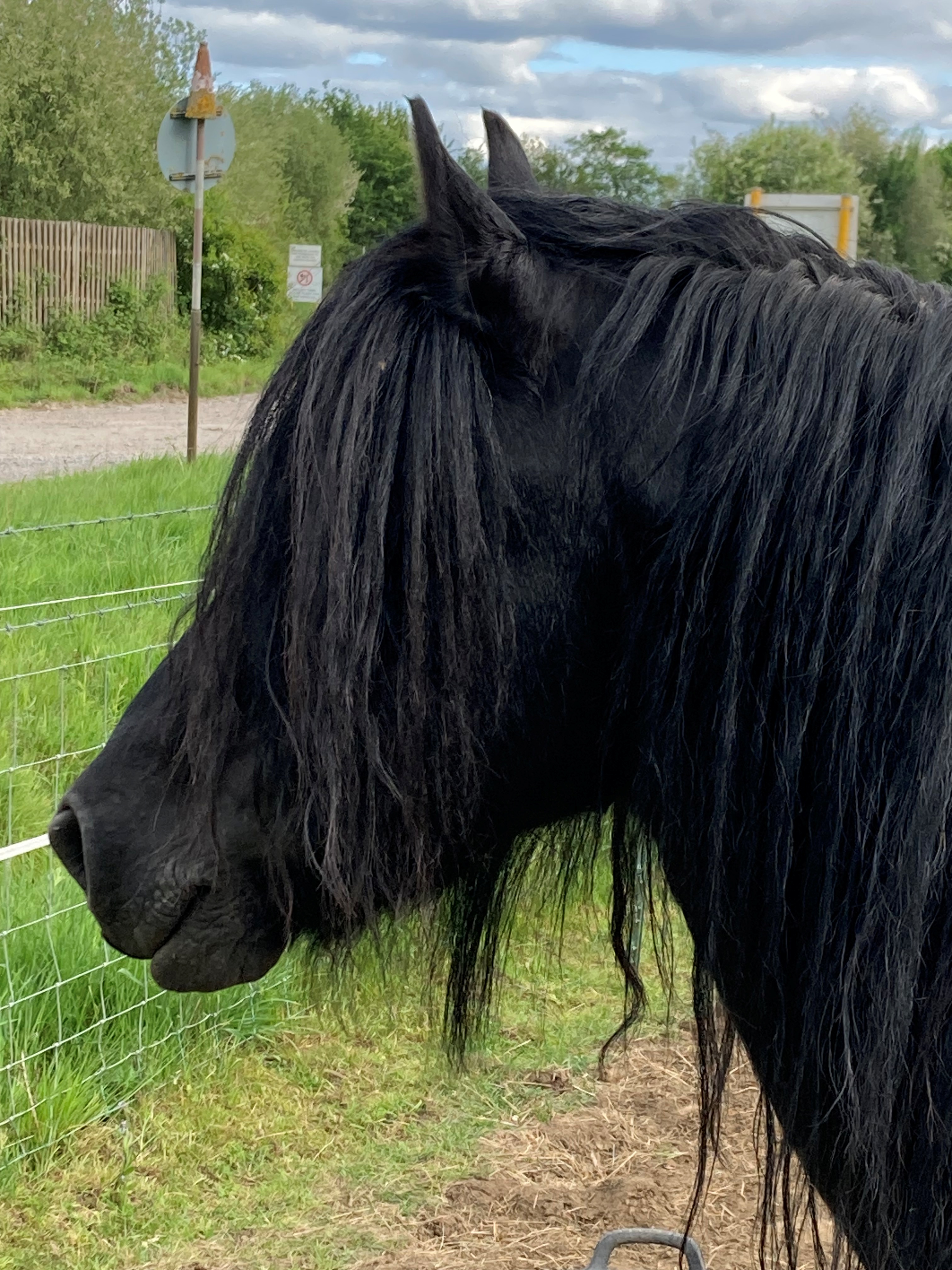 black pony head and shoulders facing left