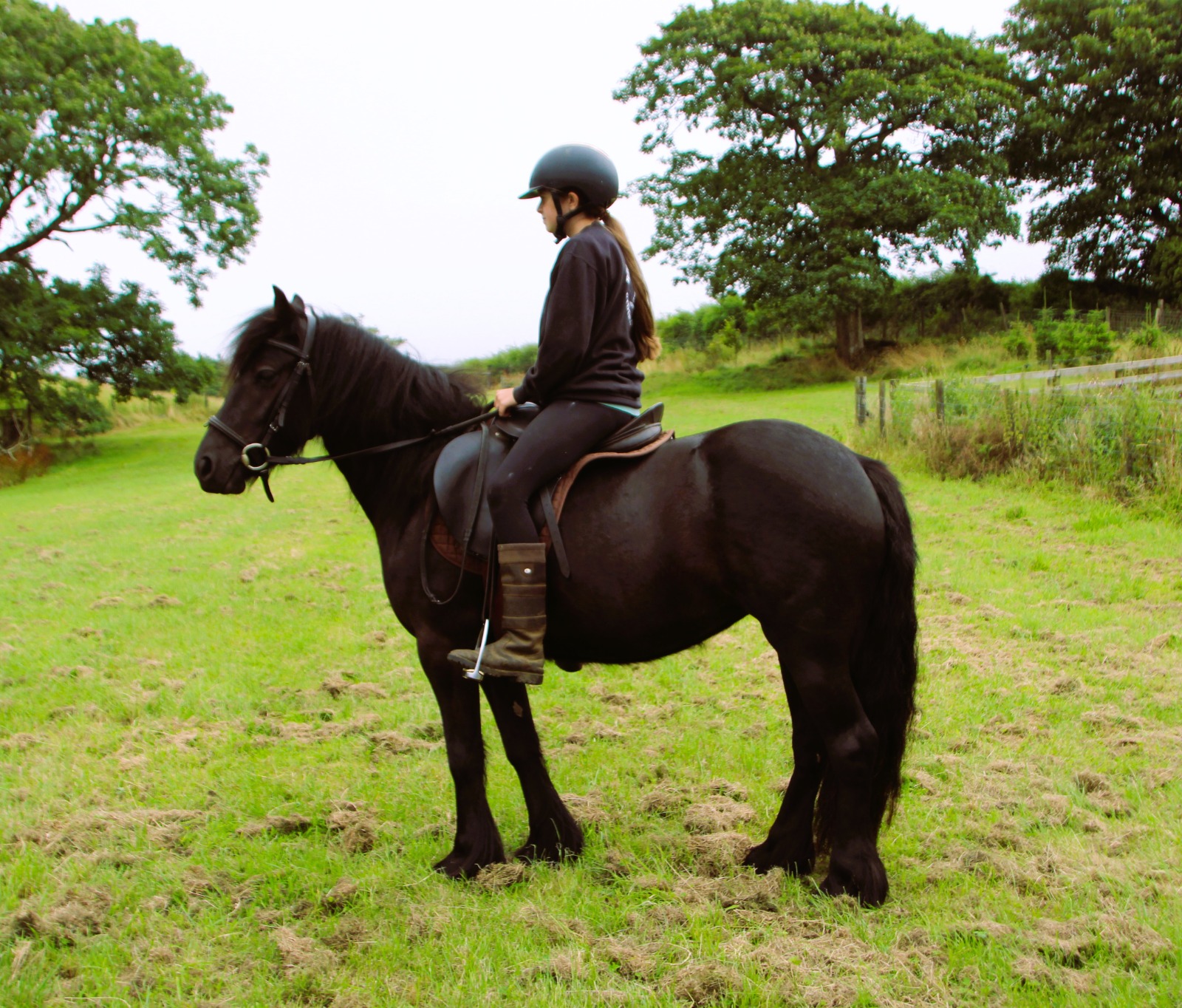 black pony with a rider, facing left
