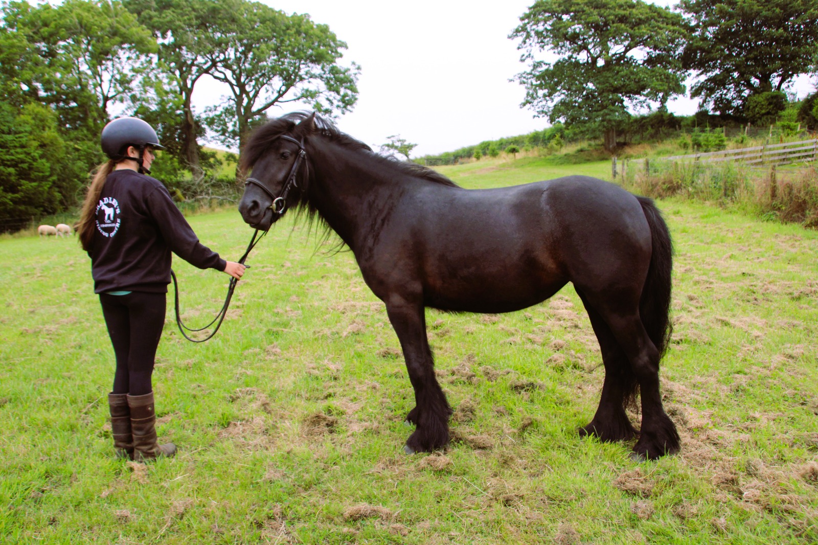 black pony side view facing left