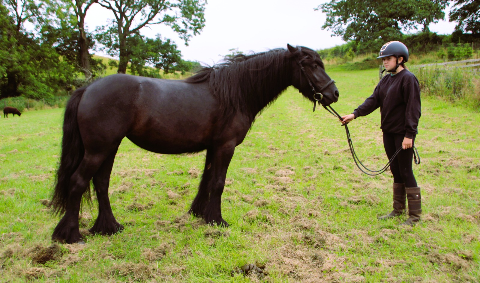 black pony, side view, facing right