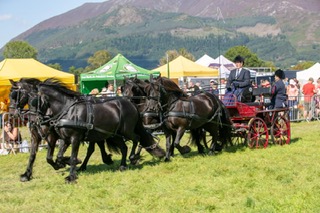 team of 4 black fell geldings for sale 4 black ponies pulling a carriage at a show