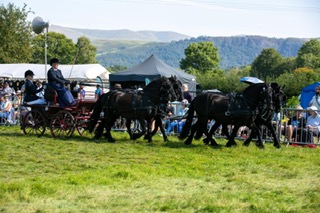 team of 4 black fell ponies for sale four black fell ponies pulling a carriage at a show