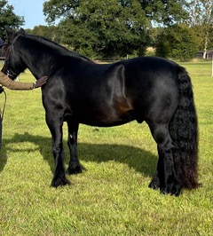 Brown pony in a green field