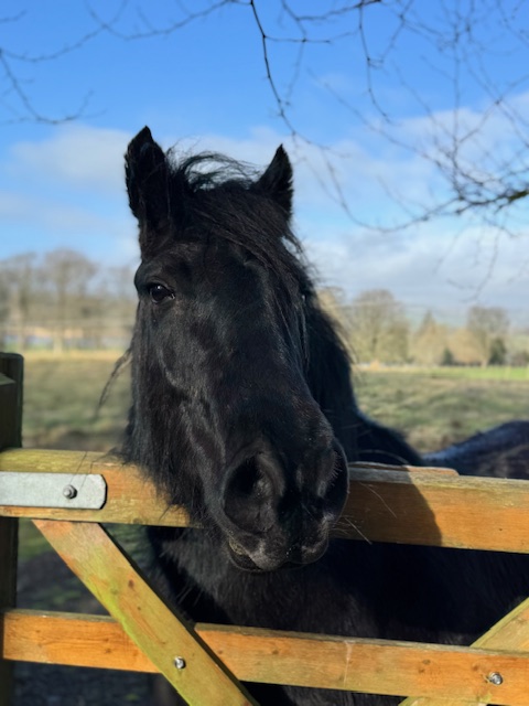 black pony looking over a gate at camera