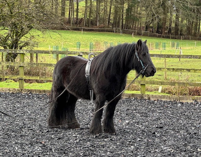 black pony wearing roller and long reins, standing in an outdoor arena