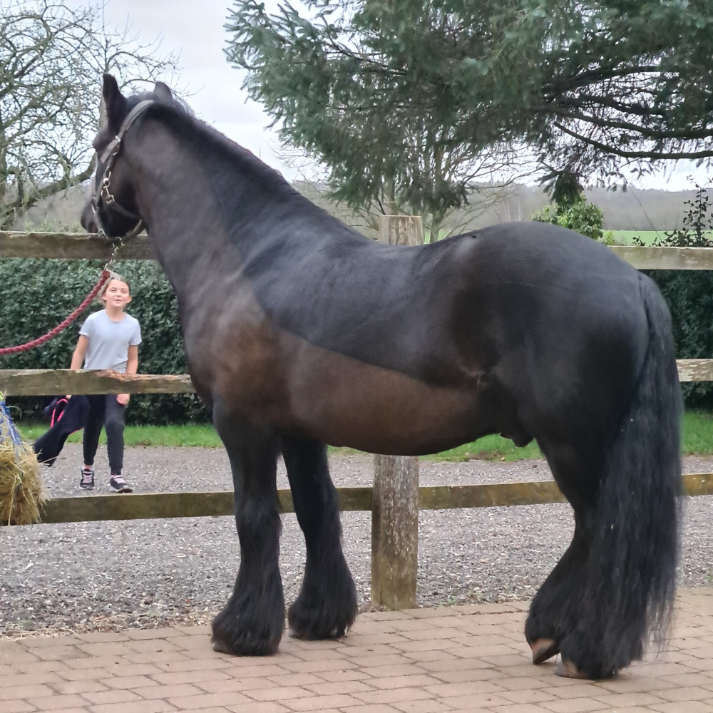 black pony side view facing away