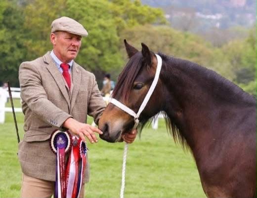 brown pony and handler, head and shoulders facing left