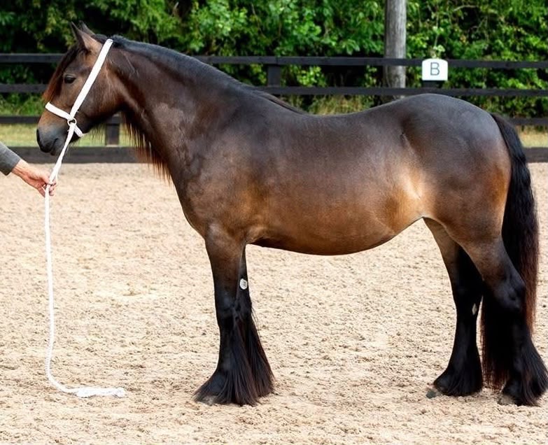 bay 3 year old fell filly for sale brown pony in an oitdoor show arena