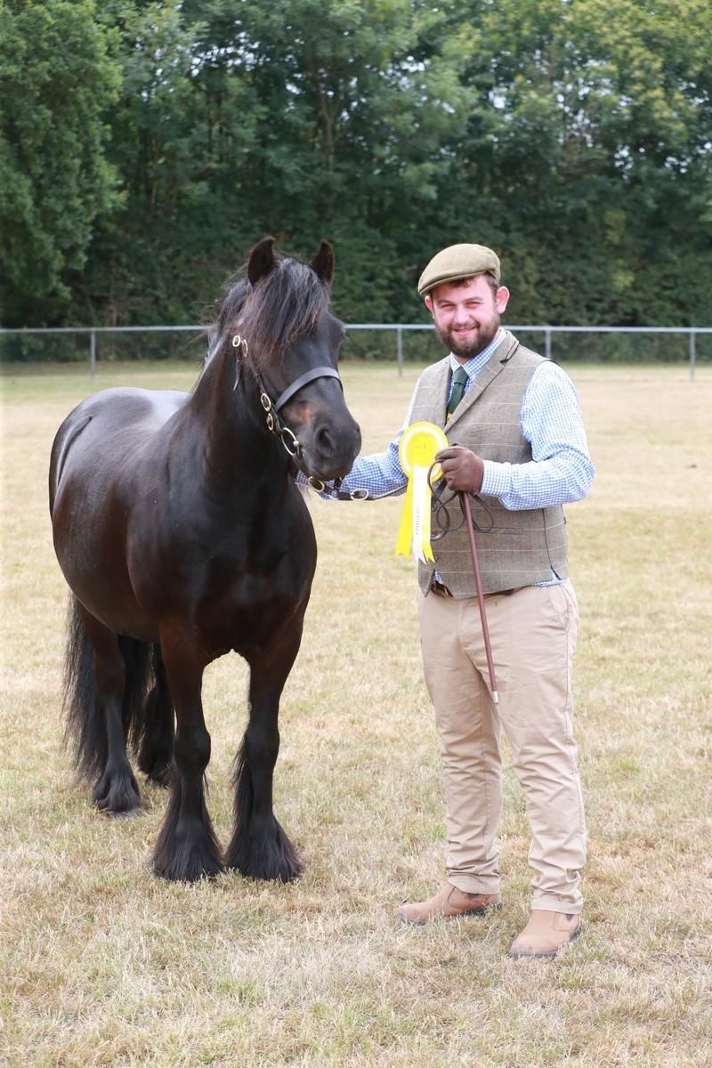 black fell pony gelding for sale black pony with handler on a show field