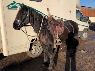 brown opny wearing riding tack beside a horse trailer