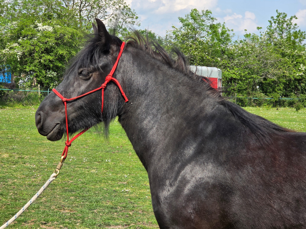 head and shoulders side view of a black pony