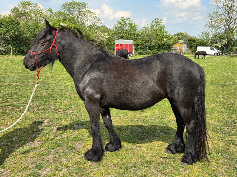 black pony side view facing left, in a field