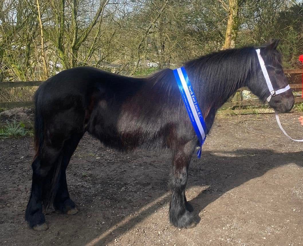 black pony side view facing left and wearing a blue neck-sash