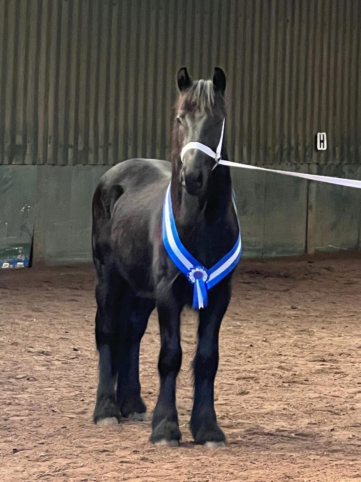 black pony facing camera and wearing a blue neck sash
