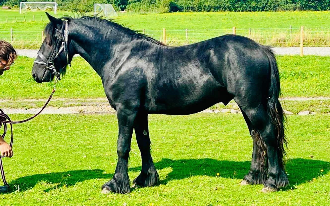 black pony in a green showfield, side view facing left