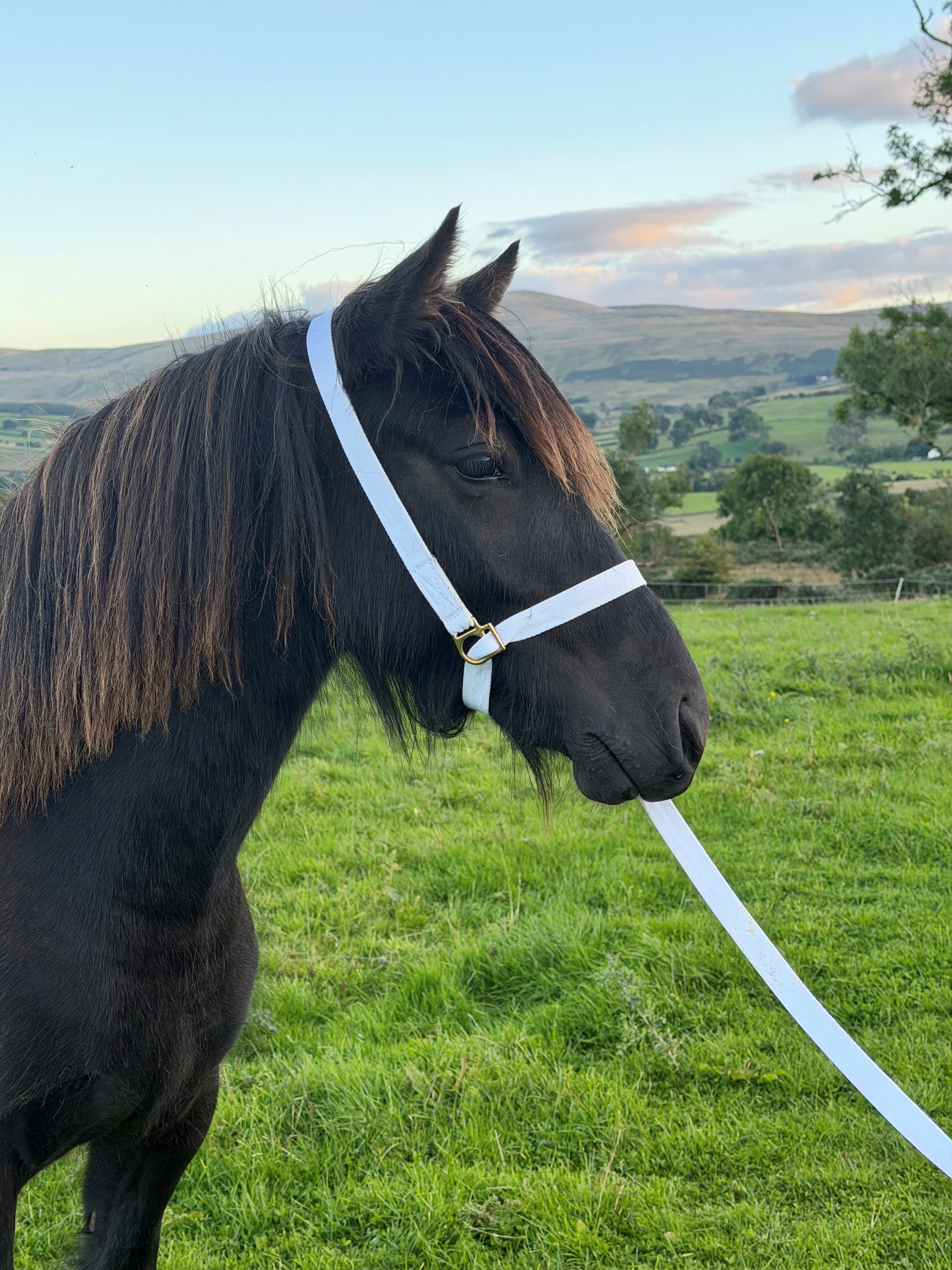 black fell pony yearling fily for sale black pony head and shoulders